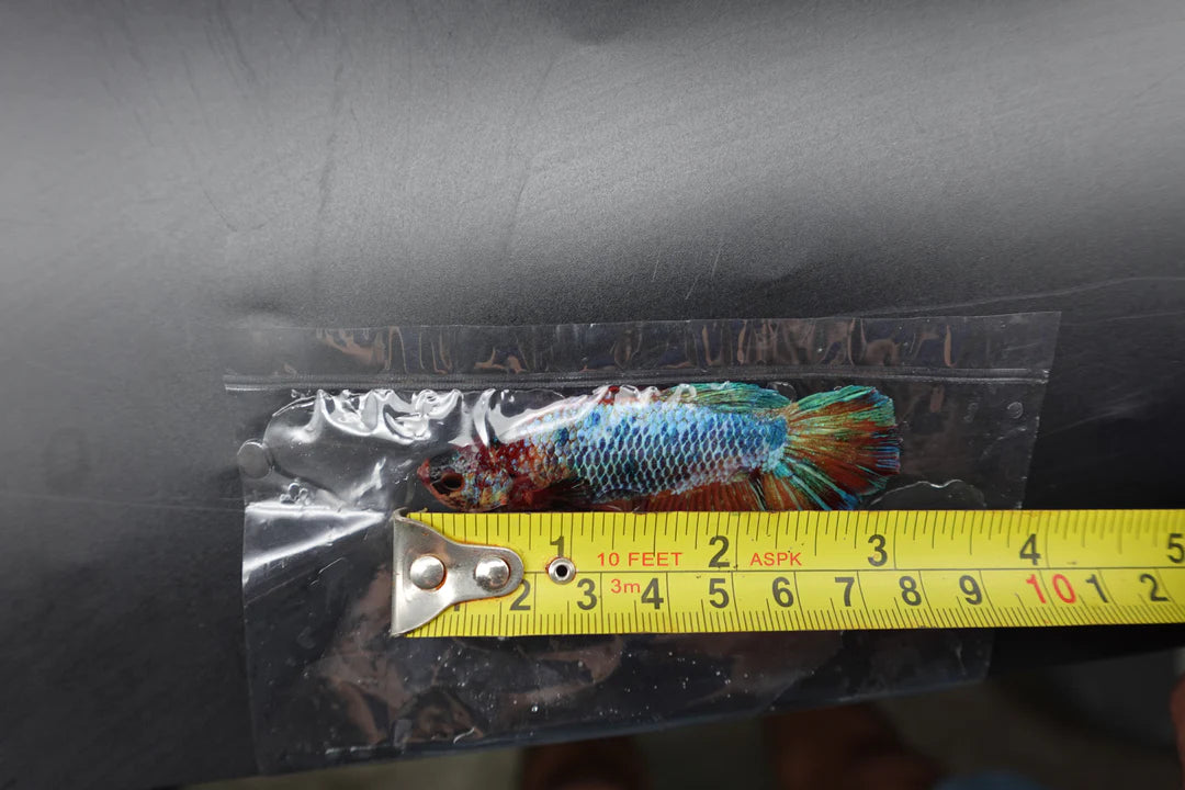 Rare Giant Multicolors Betta Fish (Male)