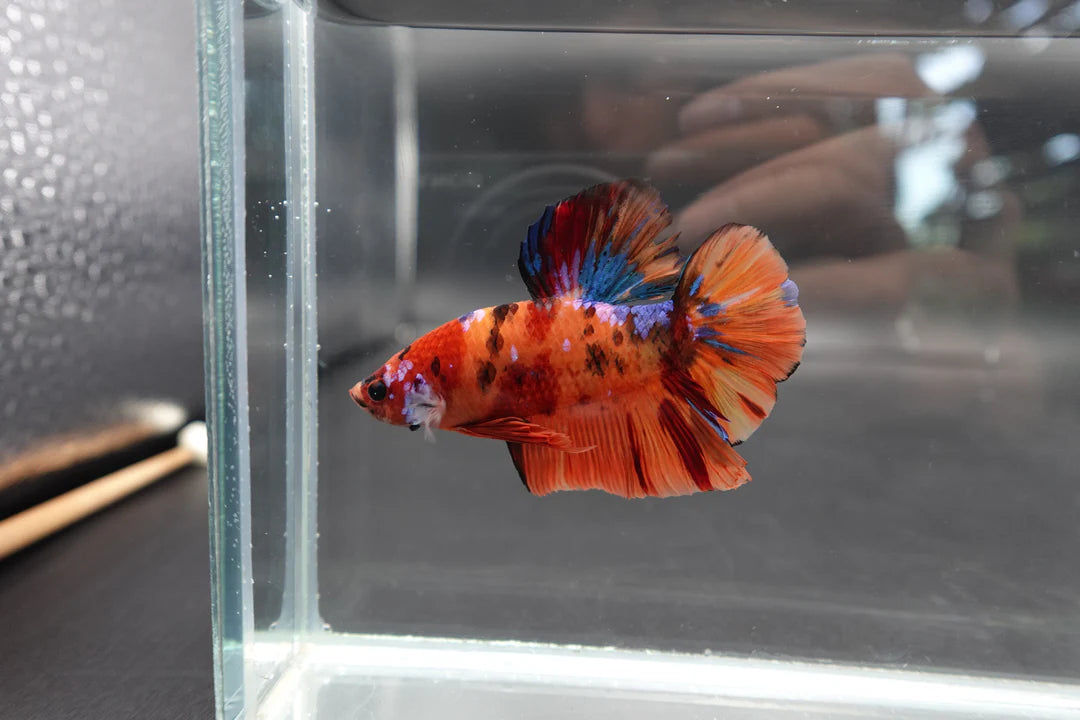 Rare Giant Multicolors Betta Fish (Male)