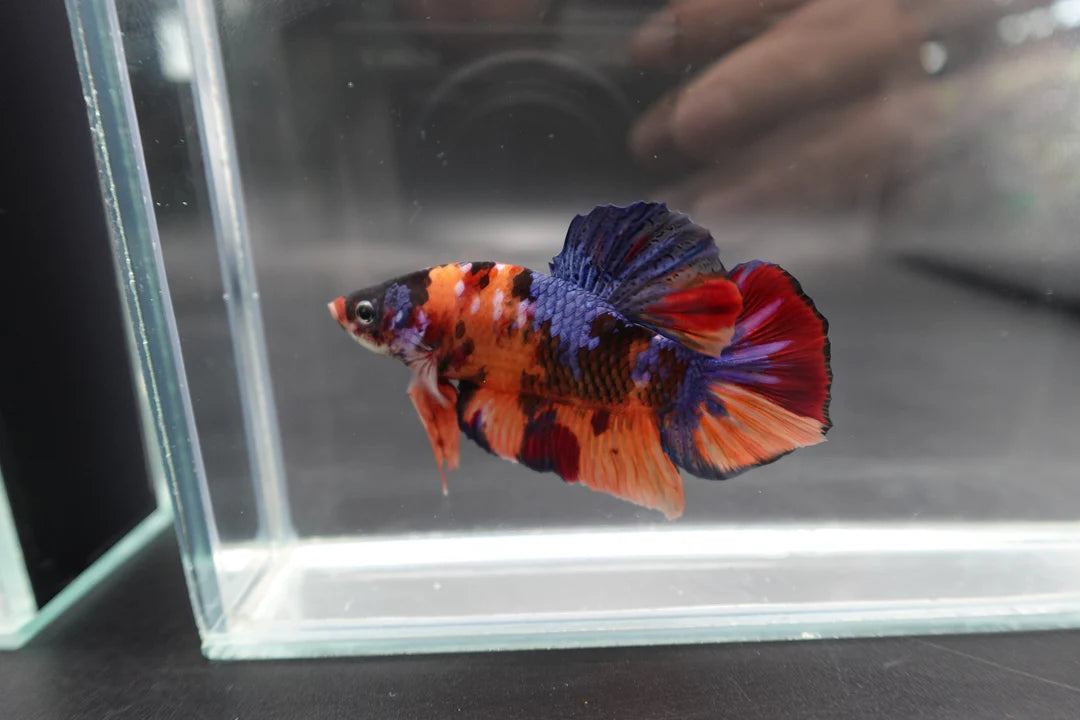 Rare Giant Multicolors Betta Fish (Male)