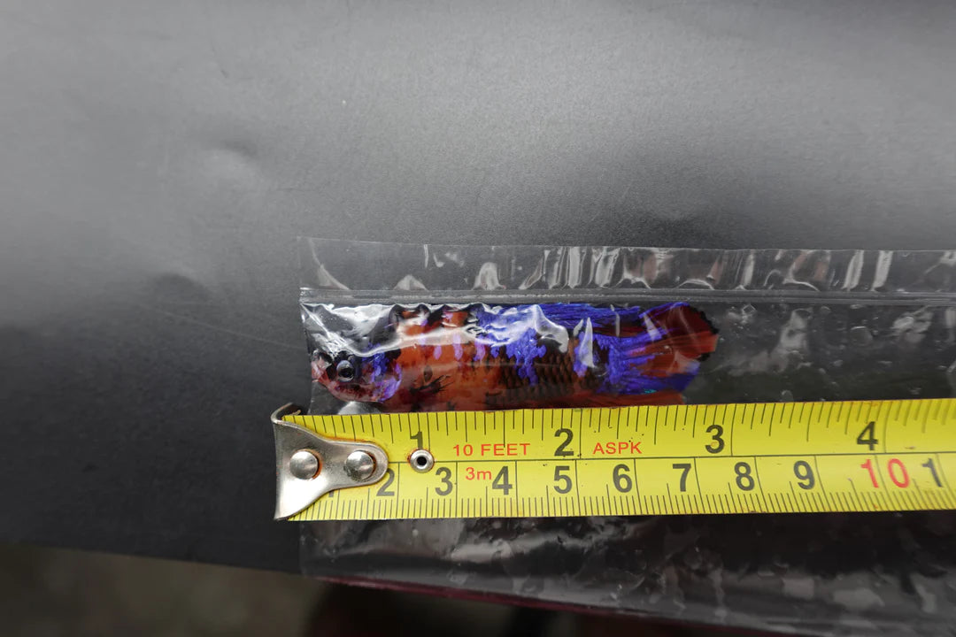 Rare Giant Multicolors Betta Fish (Male)