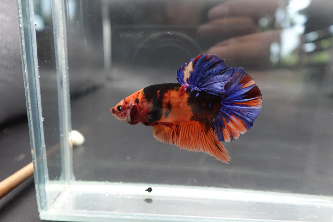 Rare Giant Multicolors Betta Fish (Male)