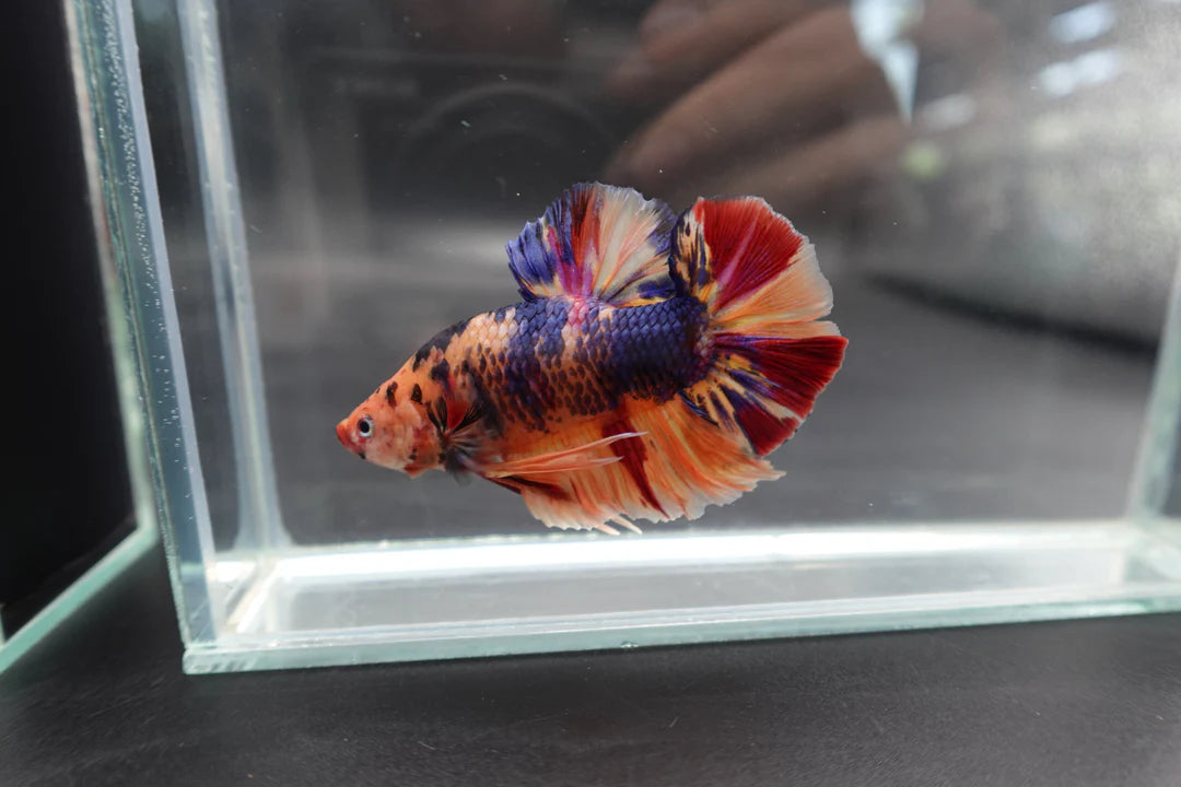 Rare Giant Multicolors Betta Fish (Male)
