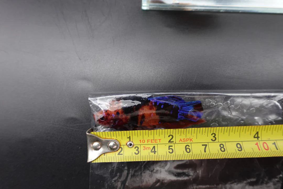 Rare Giant Multicolors Betta Fish (Male)