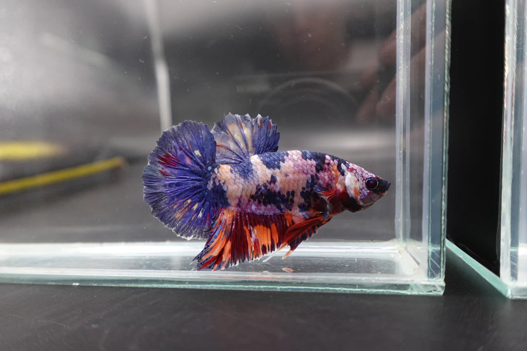 Rare Giant Multicolors Betta Fish (Male)
