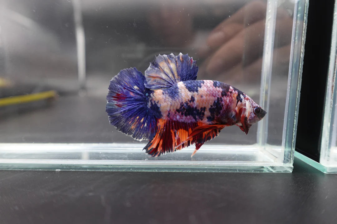 Rare Giant Multicolors Betta Fish (Male)
