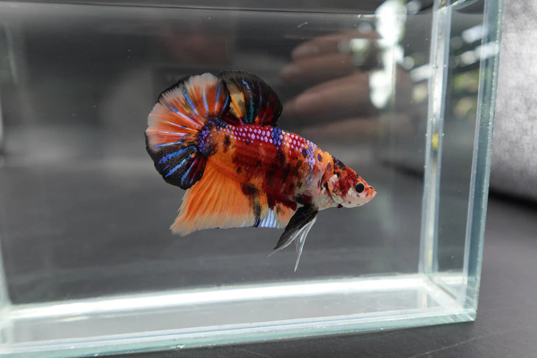 Rare Giant Multicolors Betta Fish (Male)
