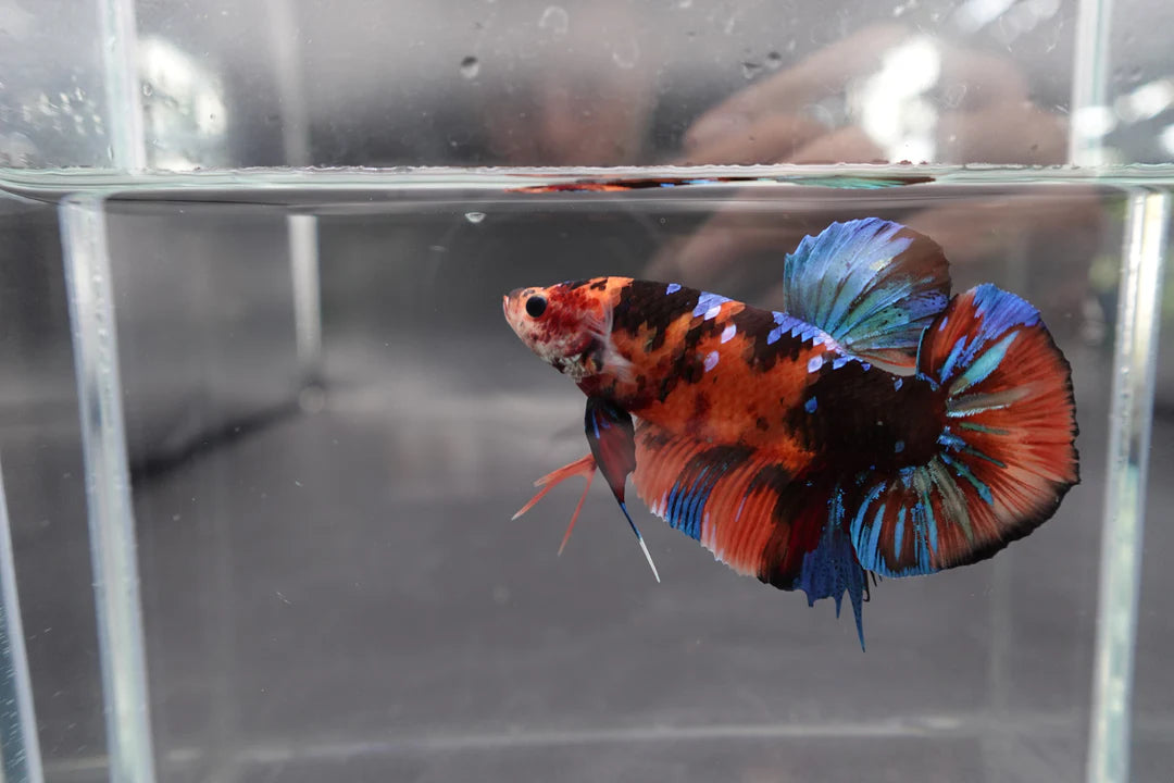 Rare Giant Multicolors Betta Fish (Male)