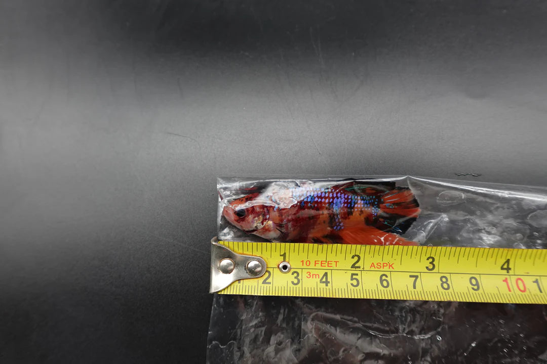 Rare Giant Multicolors Betta Fish (Male)