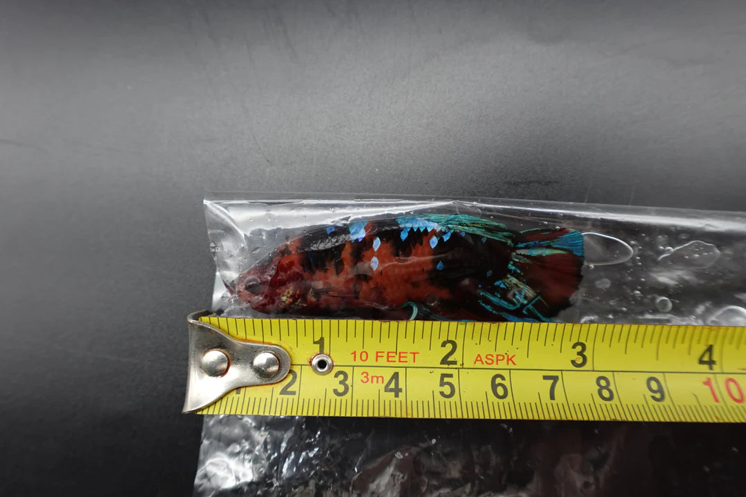 Rare Giant Multicolors Betta Fish (Male)