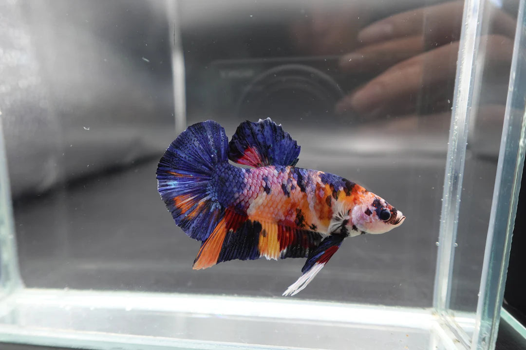 Rare Giant Multicolors Betta Fish (Male)