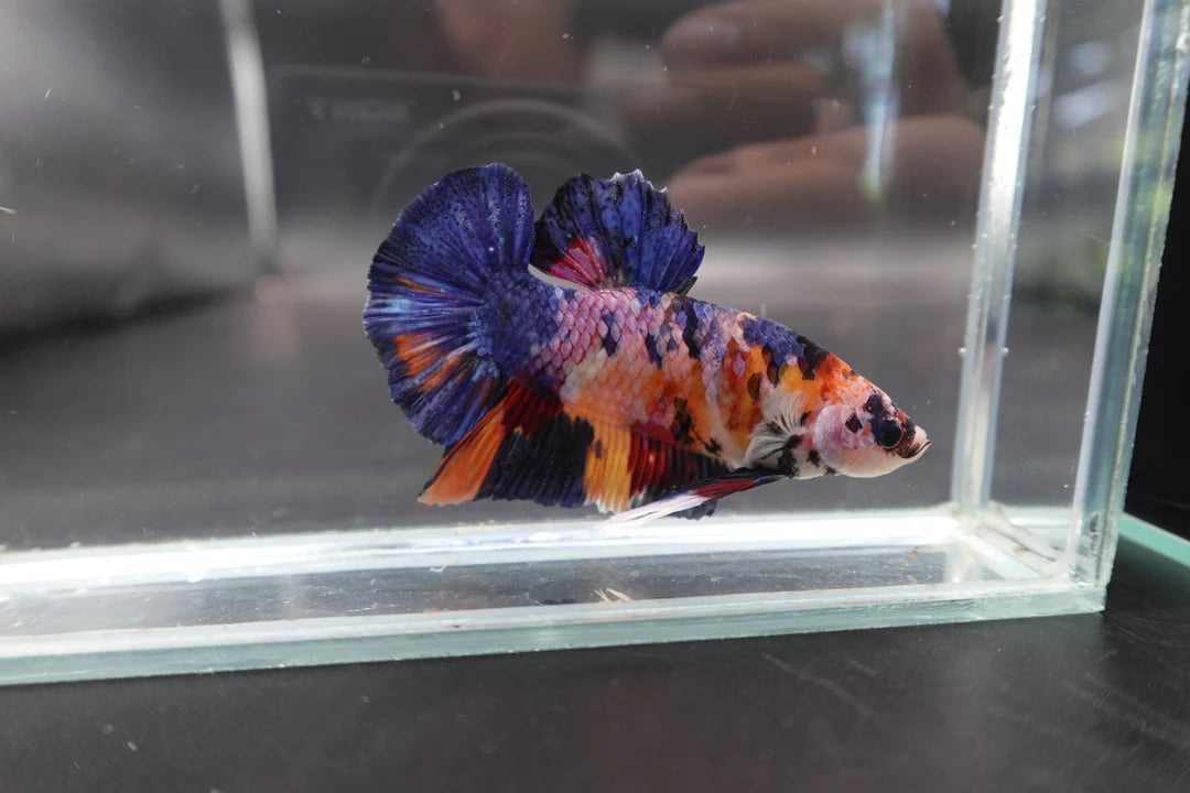 Rare Giant Multicolors Betta Fish (Male)