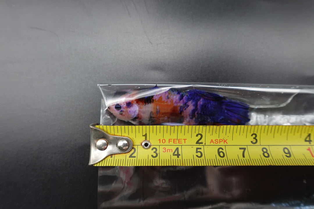 Rare Giant Multicolors Betta Fish (Male)