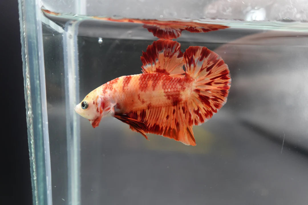 Rare Koi Multicolors Betta Fish (Male)