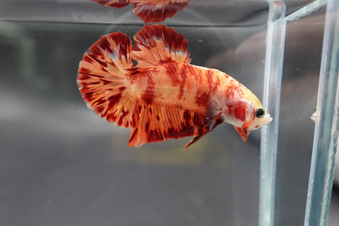 Rare Koi Multicolors Betta Fish (Male)