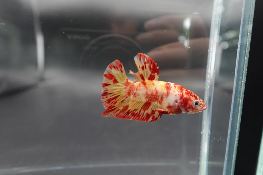 Rare Koi Multicolors Betta Fish (Male)