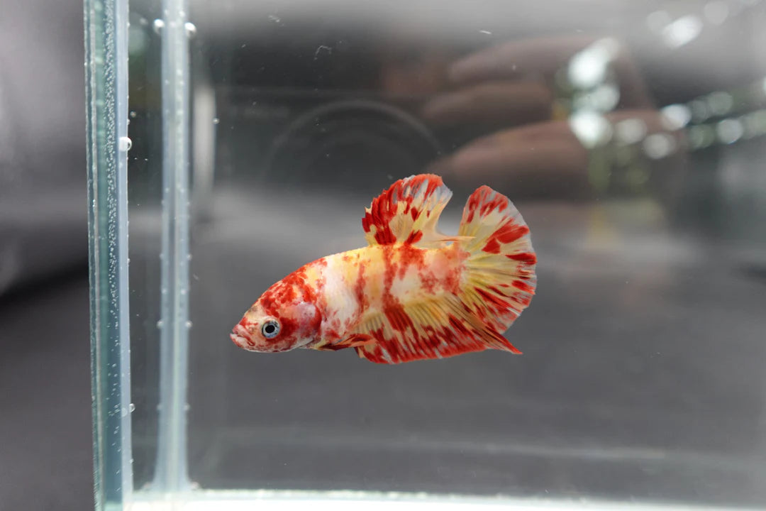 Rare Koi Multicolors Betta Fish (Male)