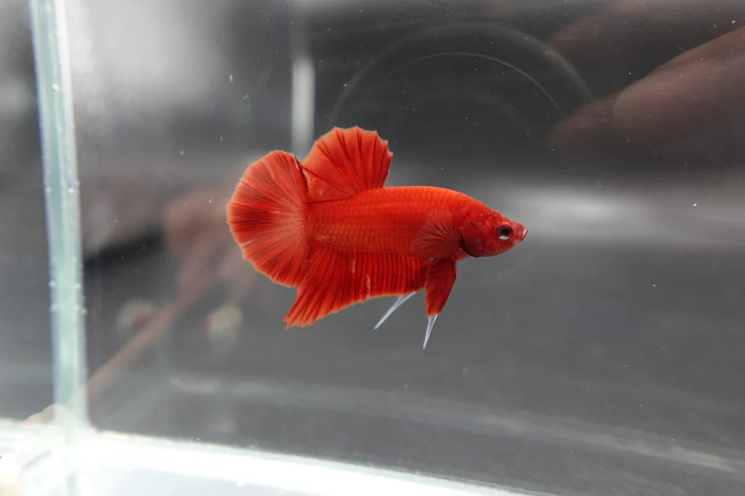 Scarlet Red Betta Fish (Male)