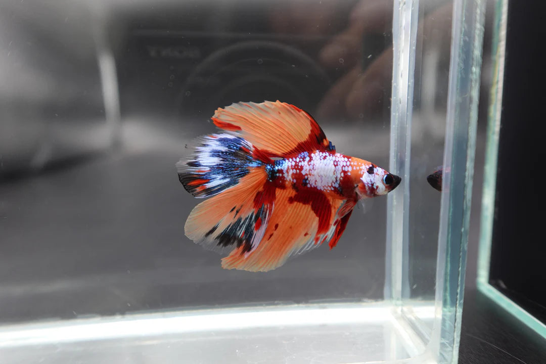 Rare Fullmoon Multicolors Betta Fish (Male)