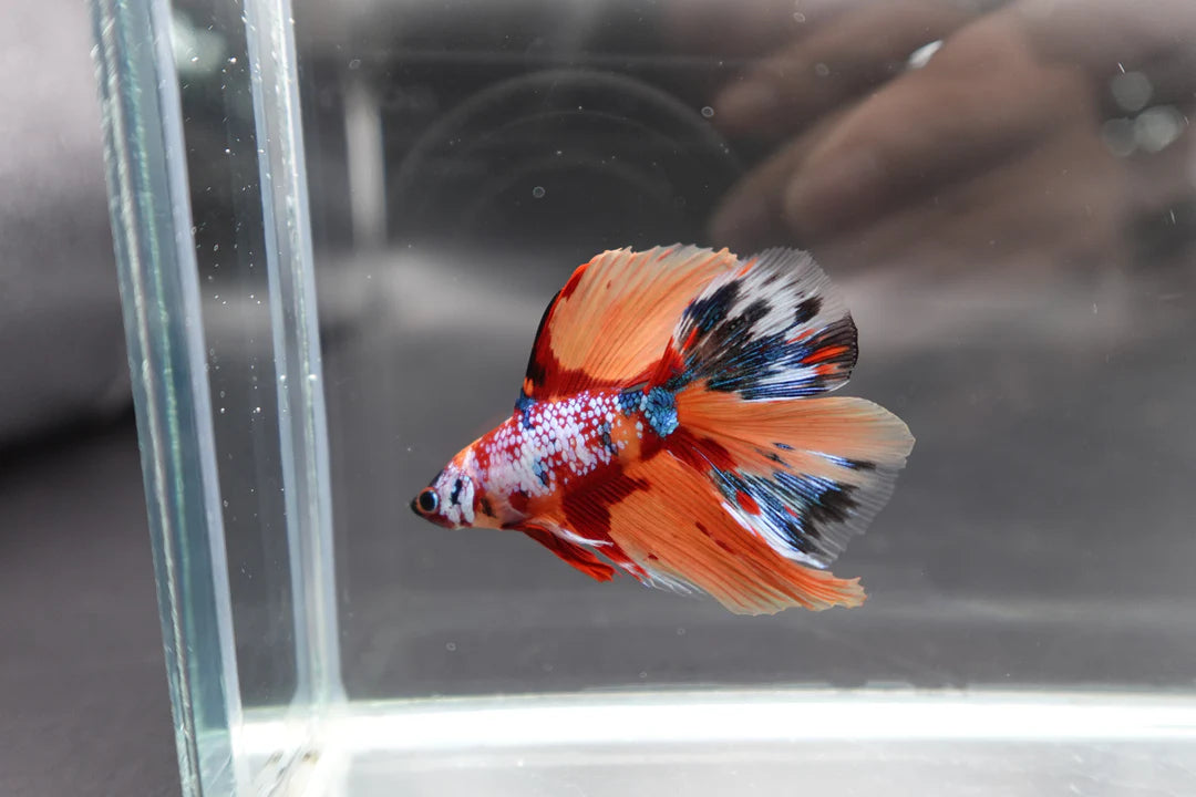 Rare Fullmoon Multicolors Betta Fish (Male)