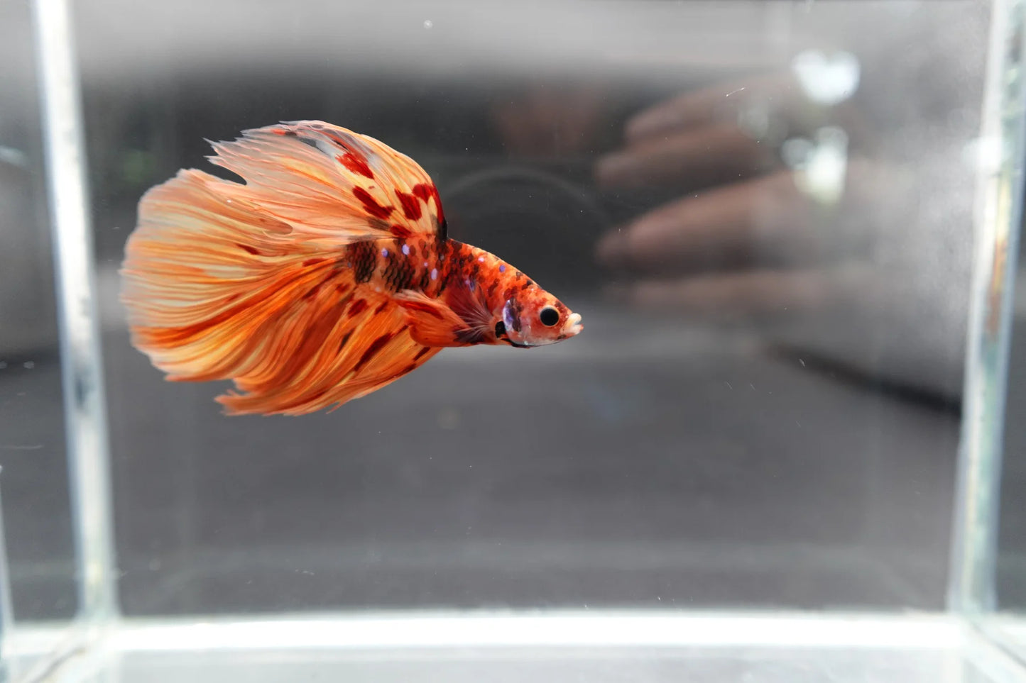 Rare Halfmoon Multicolors Betta Fish (Male)