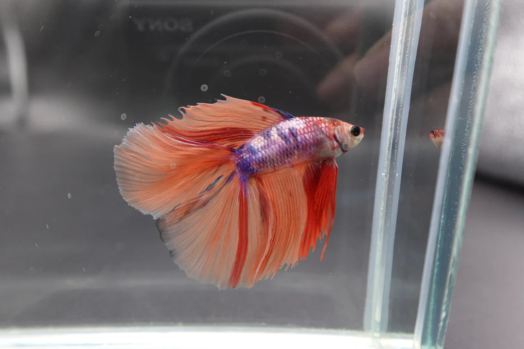 Rare Fullmoon Multicolors Betta Fish (Male)