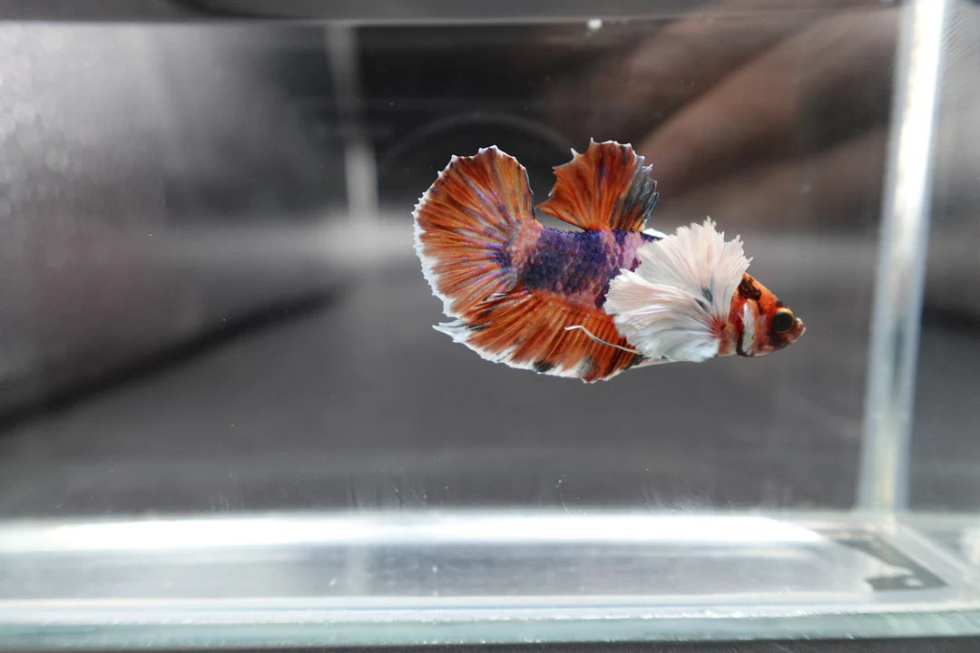 Rare Dumbo Koi Multicolors Betta Fish (Male)