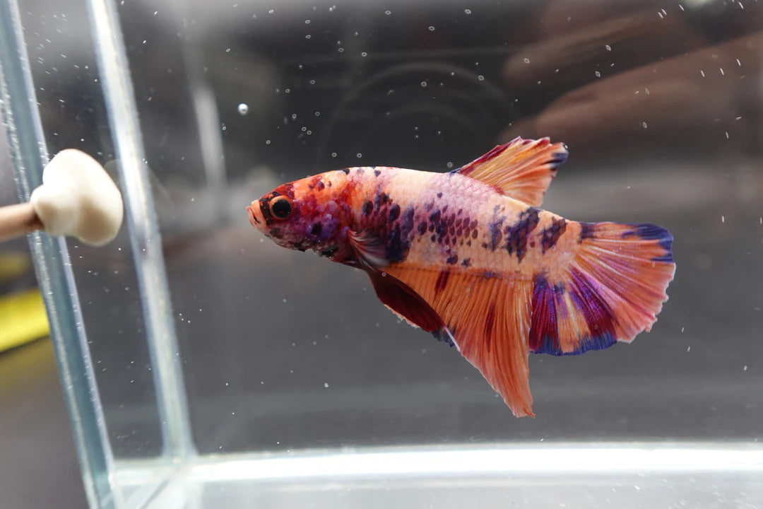 Rare Giant Multicolors Betta Fish (Male)
