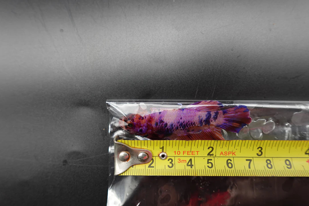 Rare Giant Multicolors Betta Fish (Male)