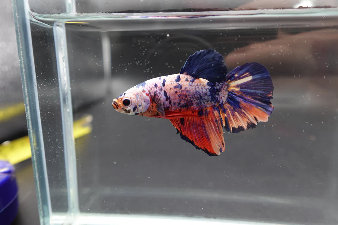 Rare Giant Multicolors Betta Fish (Male)