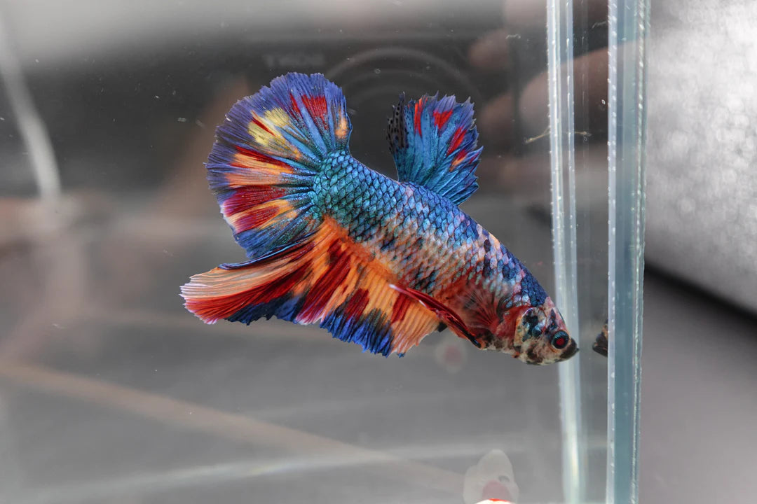 Rare Giant Multicolors Betta Fish (Male)