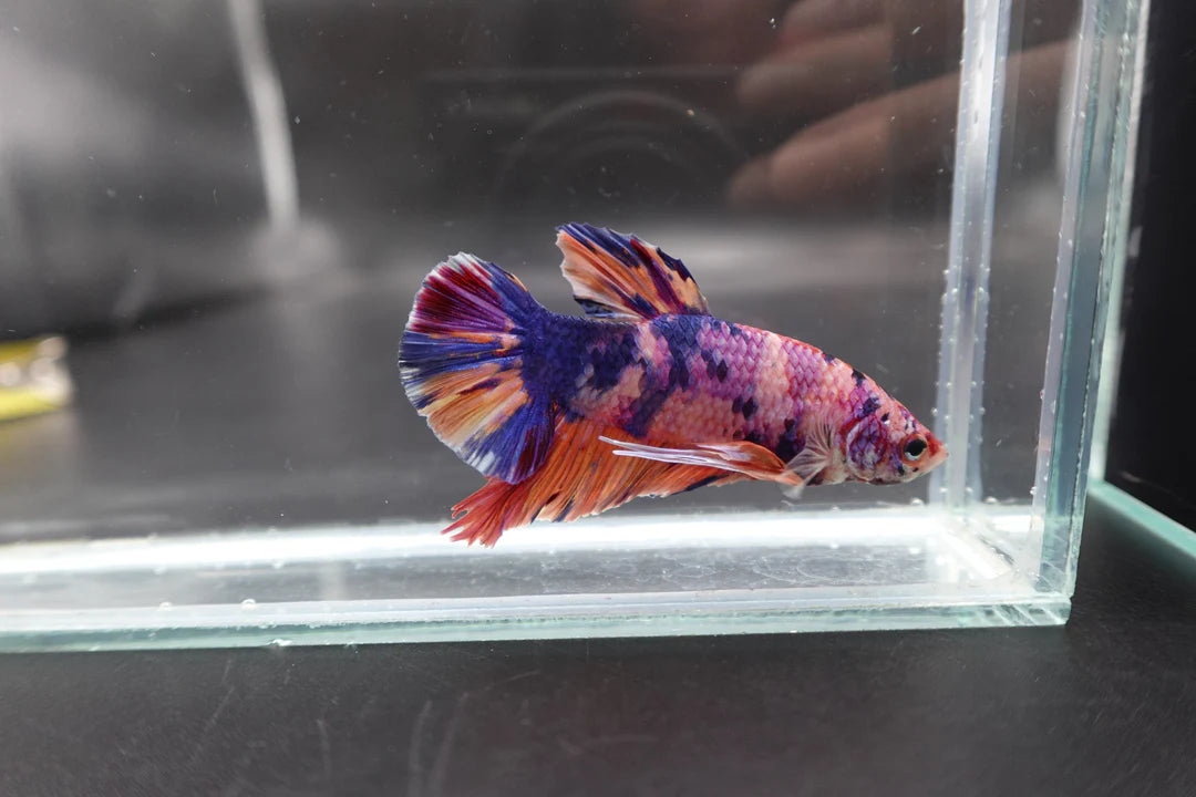 Rare Giant Multicolors Betta Fish (Male)