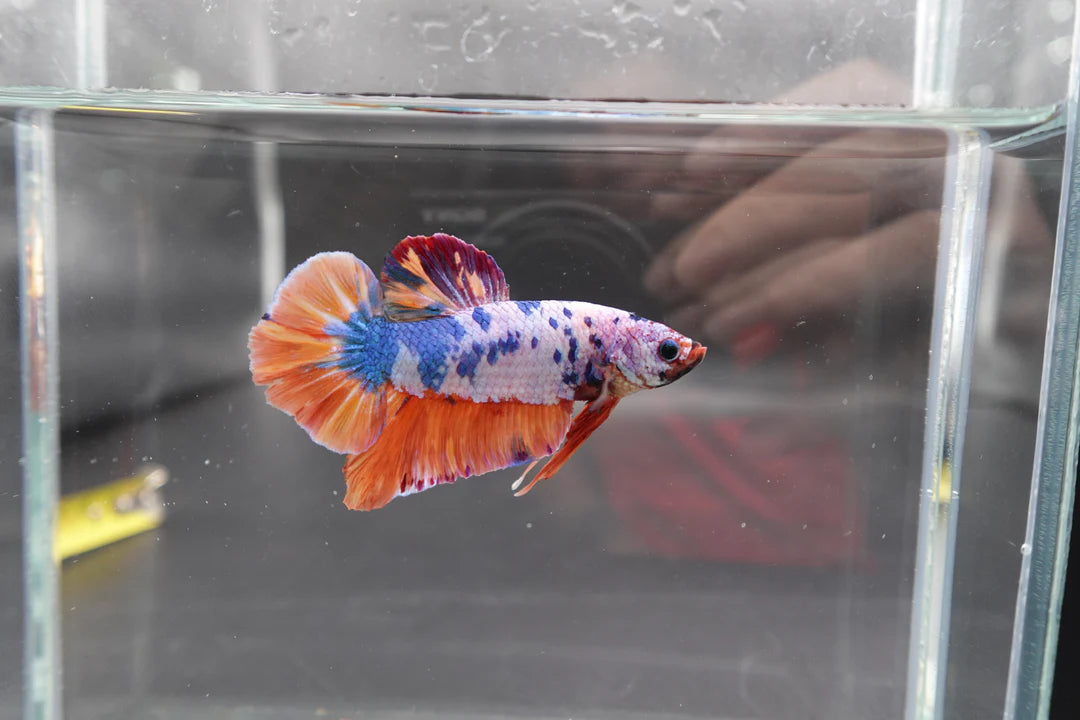Rare Giant Multicolors Betta Fish (Male)
