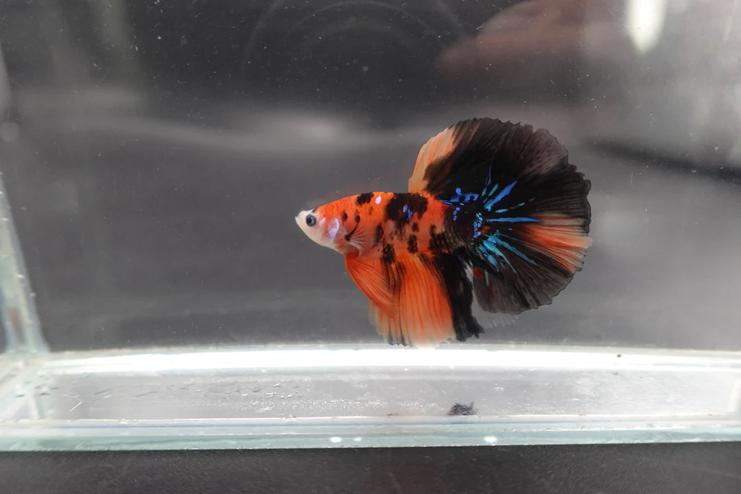 Rare Halfmoon Multicolors Betta Fish (Male)