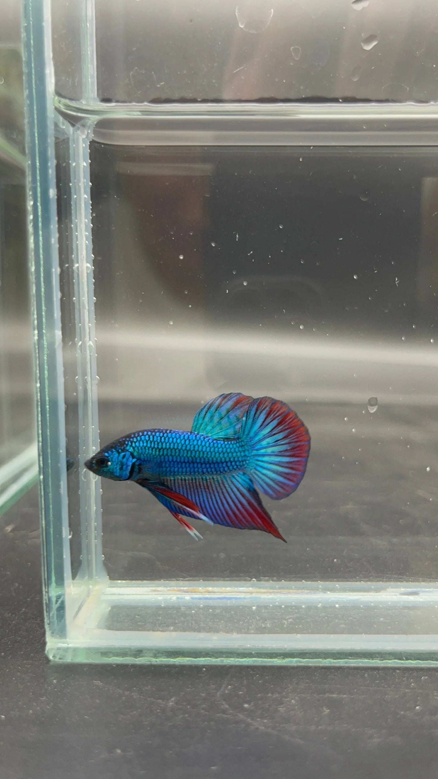 Splenden Hybrid Betta Fish (Male)