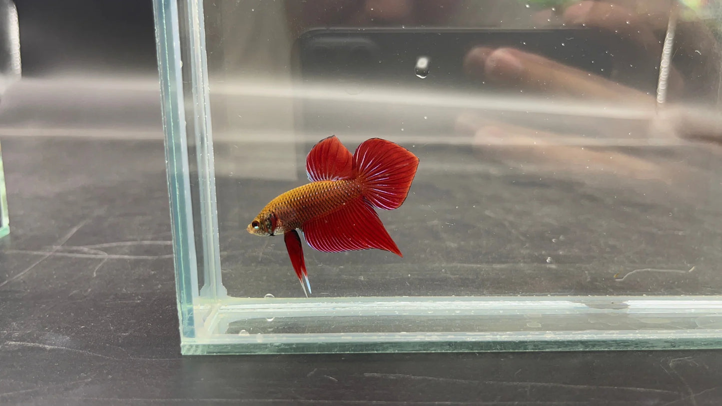 Red Benjarong Crimson Cheek Wild Betta Fish - Kingdom of Thailand (Male)
