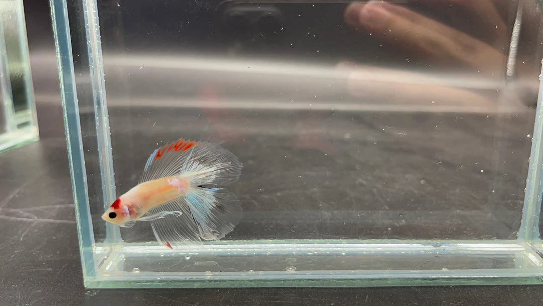 Competition Fullmoon Tanjo Betta Fish (MALE)