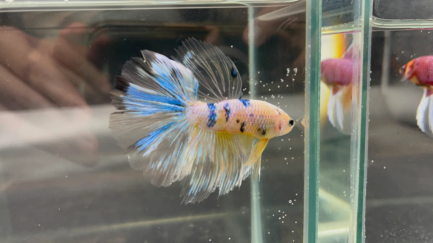 Rare Giant Halfmoon Koi Yellow Betta Fish (Male)
