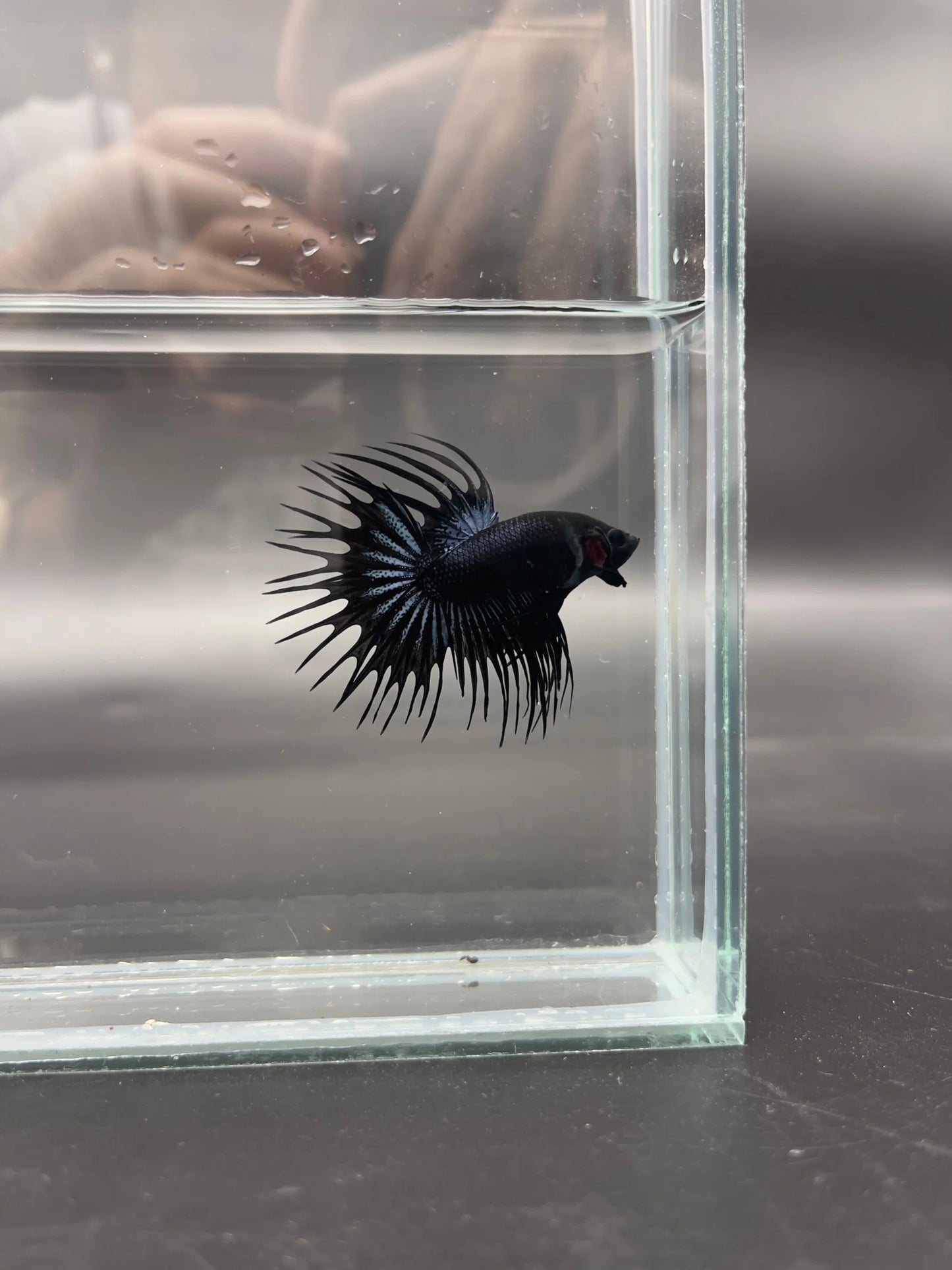 1ST Division I JR. Long Fin Competition - Crowntail Black Venom Betta Fish (MALE)