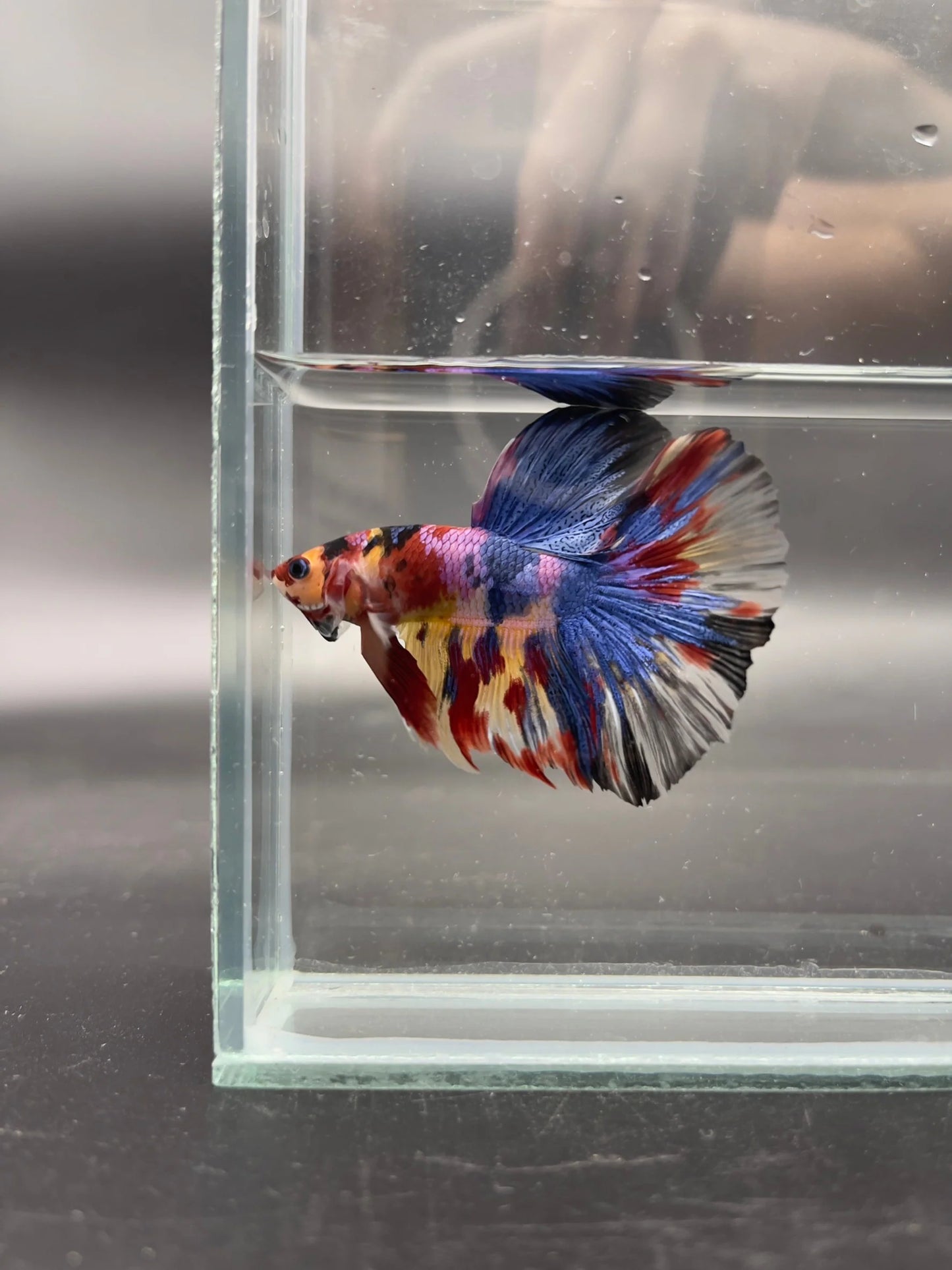 Competition Giant Halfmoon Multicolors Betta Fish (MALE)
