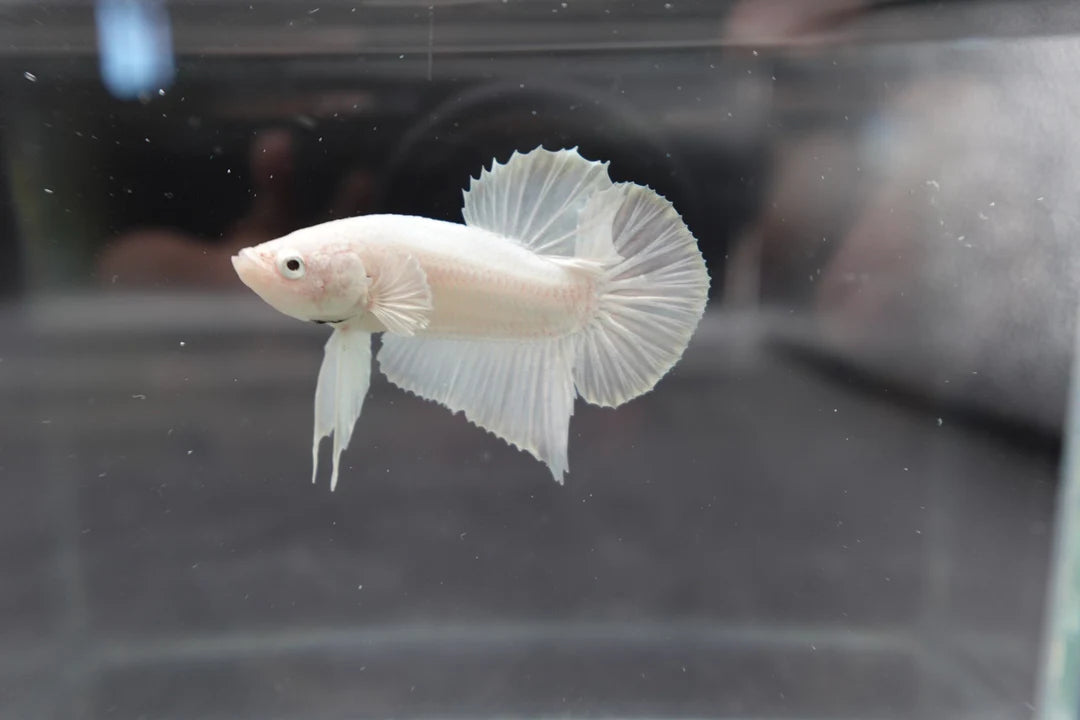Snow White Betta Fish (Male)