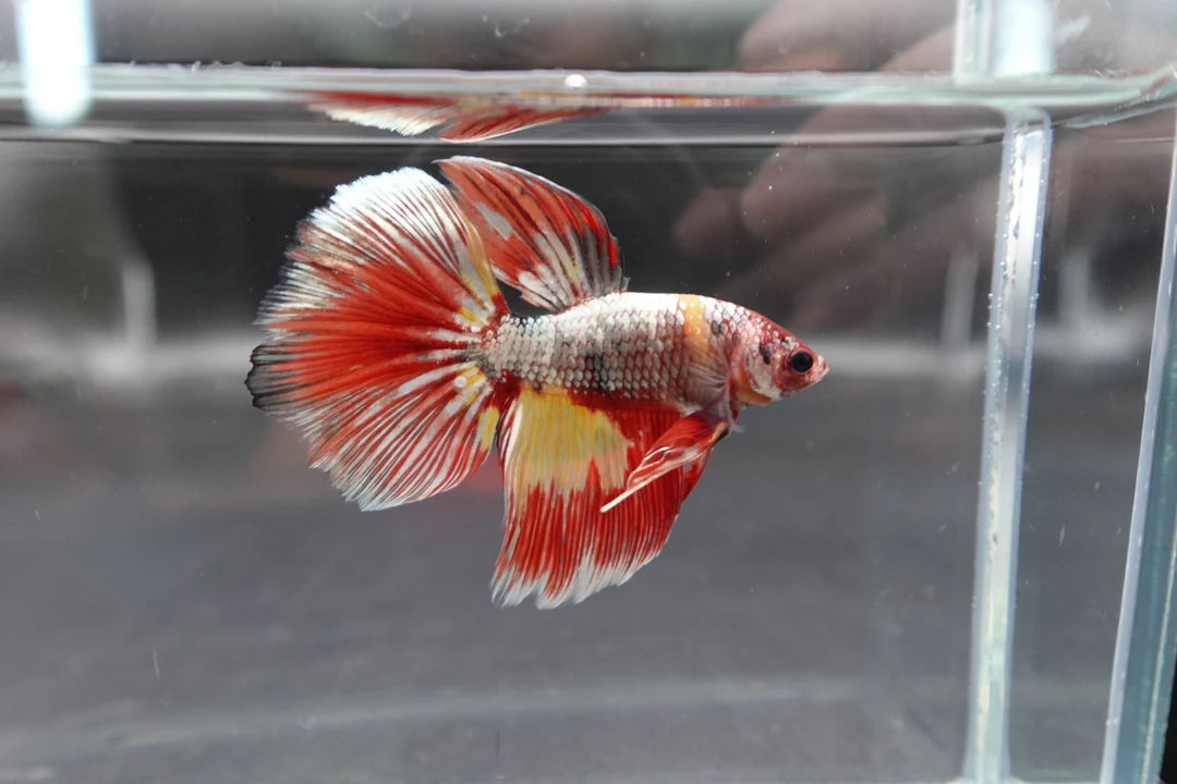 Rare Giant Halfmoon Nemo Copper Betta Fish (Male)