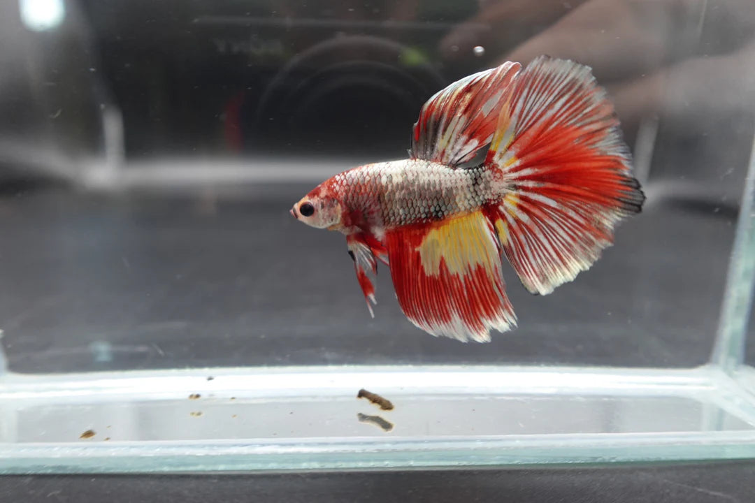Rare Giant Halfmoon Nemo Copper Betta Fish (Male)