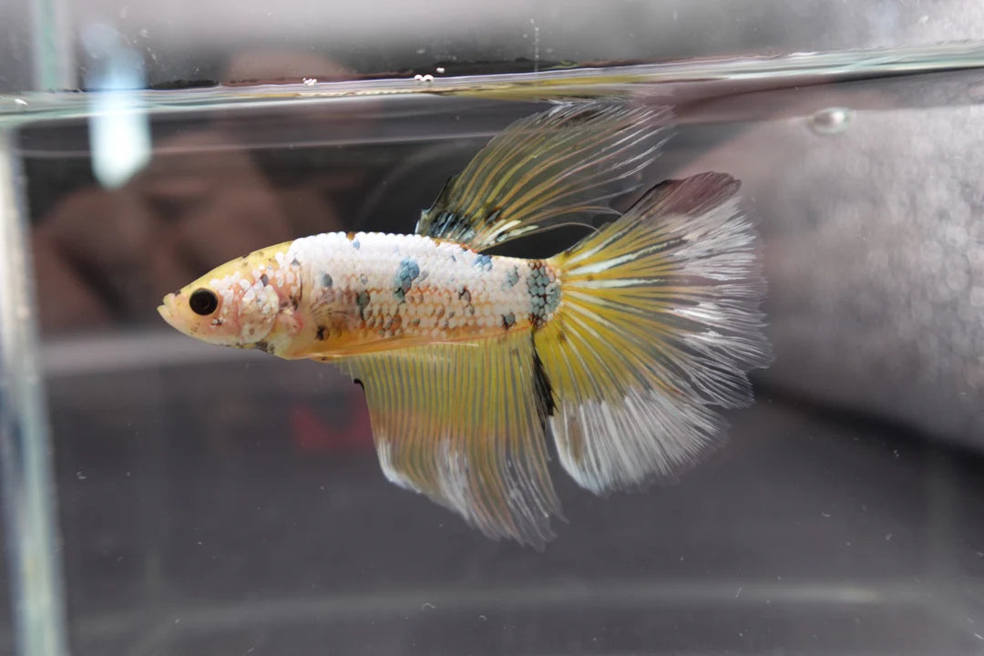 Rare Giant Halfmoon Koi Yellow Betta Fish (Male)