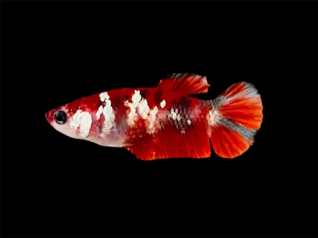 Rare Pair Red Copper Betta Fish (Male & Female)
