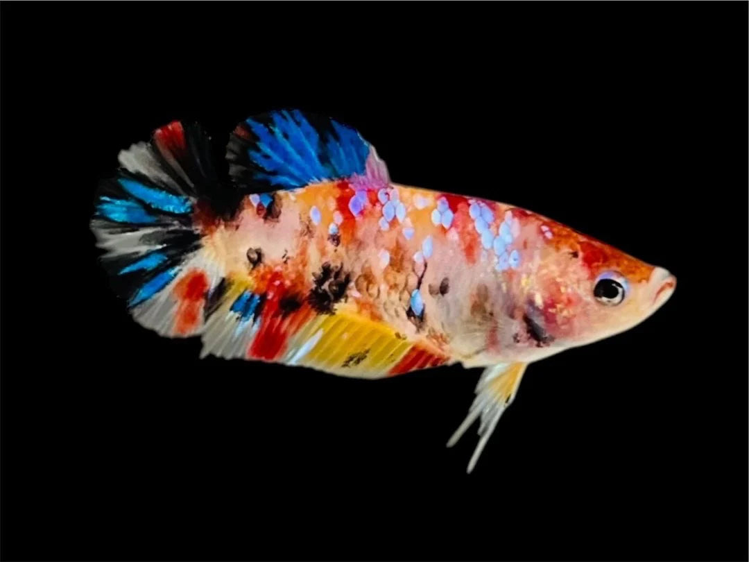 Rare Pair Koi Multicolors Betta Fish (Male & Female)