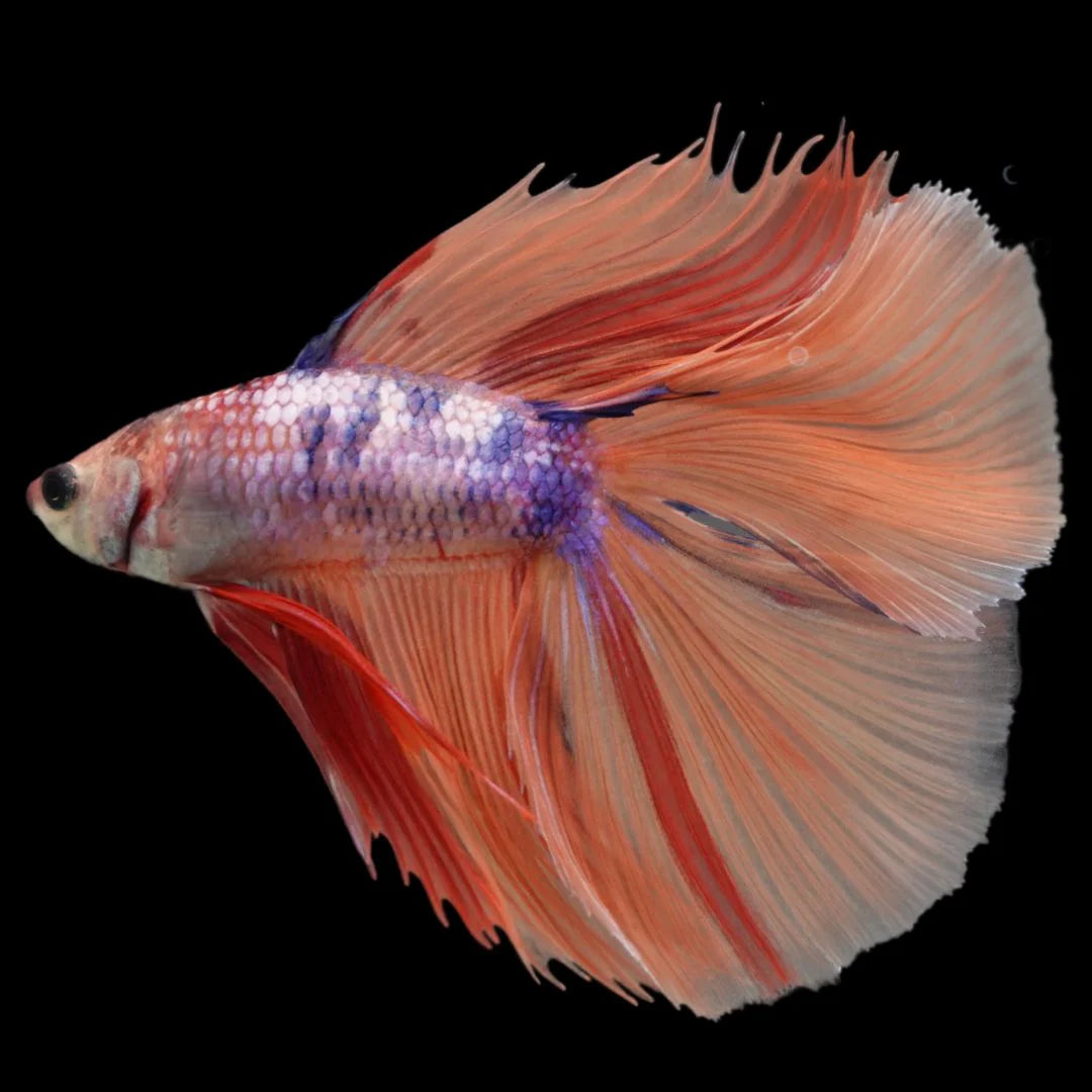 Rare Fullmoon Multicolors Betta Fish (Male)