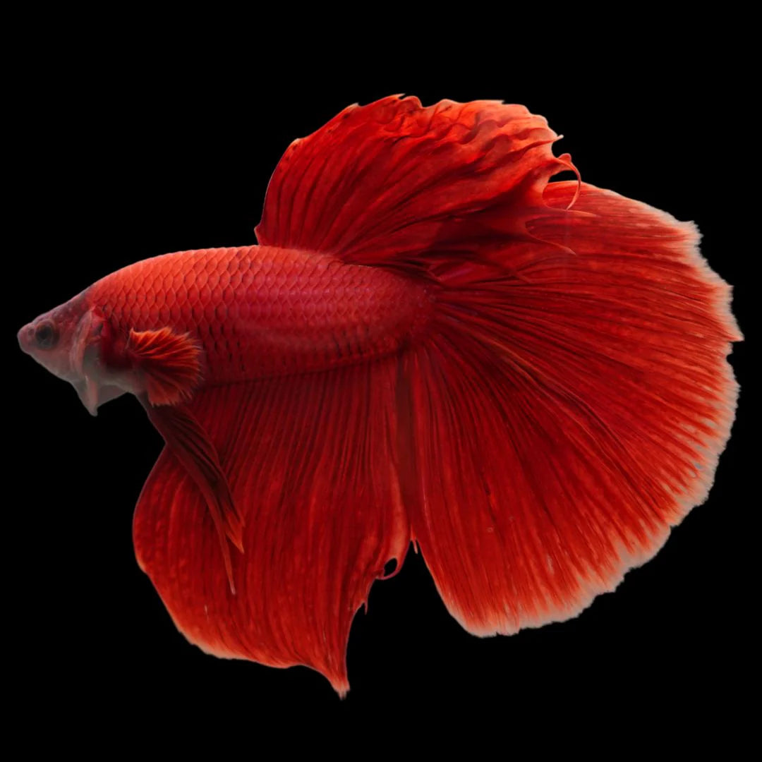 Rare Giant Halfmoon Super Red Betta Fish (Male)