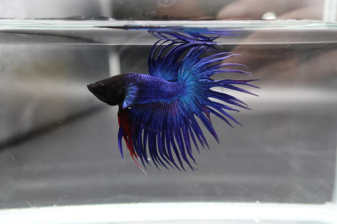 Crowntail Blue Betta Fish (Male)