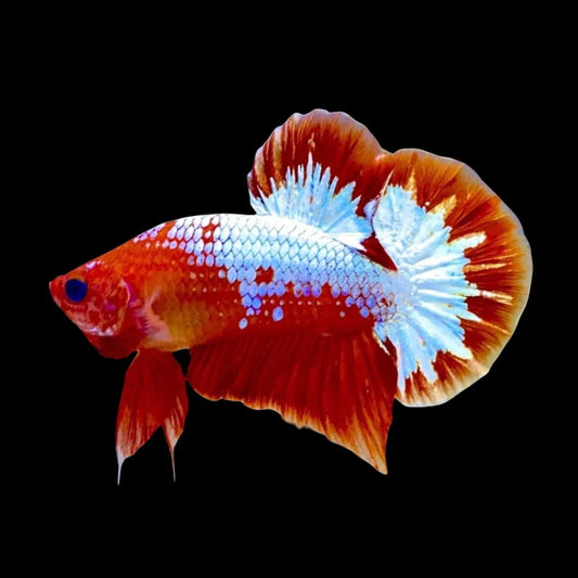 Rare Red Copper Startail Betta Fish (Male)