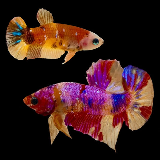 Rare Pair Koi Multicolors Betta Fish (Male & Female)